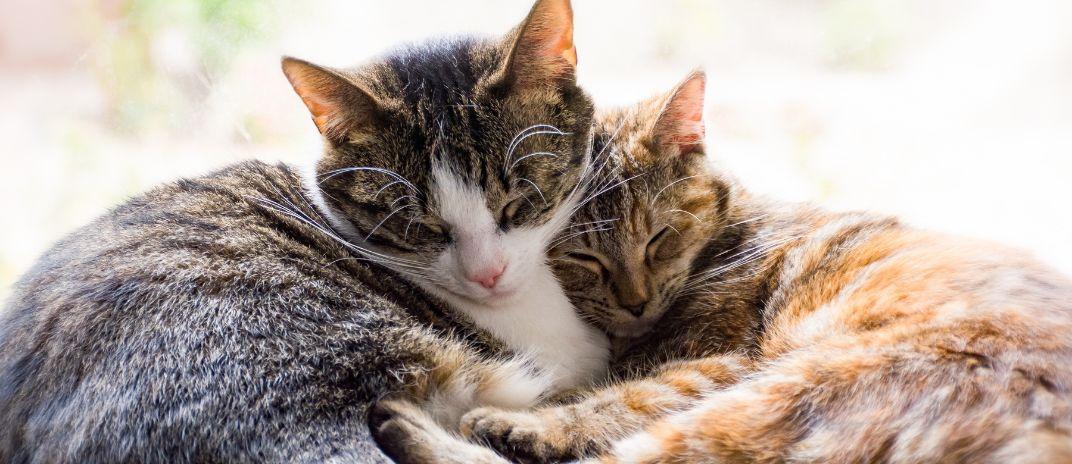 What does it mean to dream about cats - meaning and interpretation