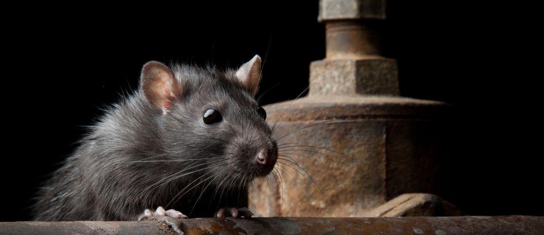 Dream about Rats - What does it mean? Meaning and interpretation