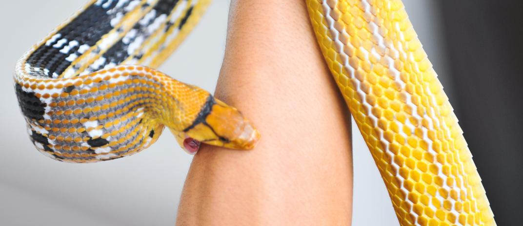 dream about snake bite its meaning and interpretation