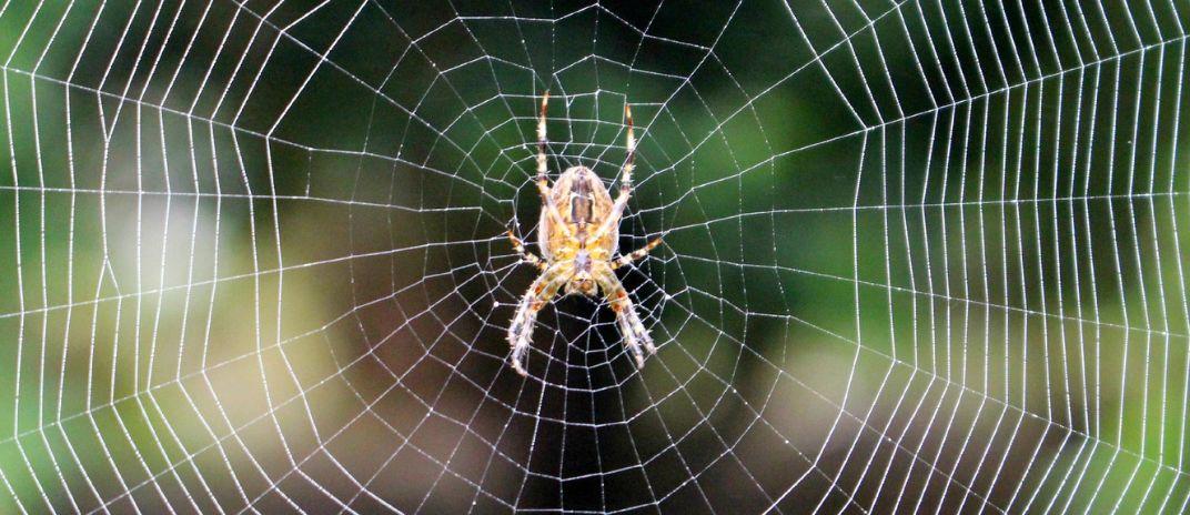 dreams about spiders - what do they mean? Meaning and interpretation