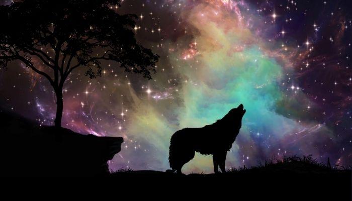 what does it mean when you dream about wolves - meaning and interpretation