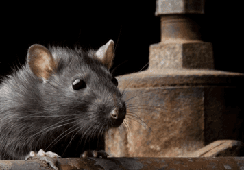 what does it mean to dream about rats? Full meaning and interpretation