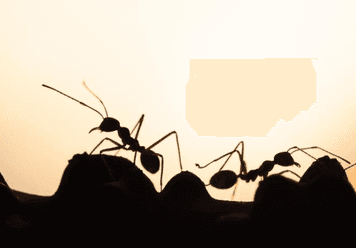 dreaming of ants shuteye dream meaning