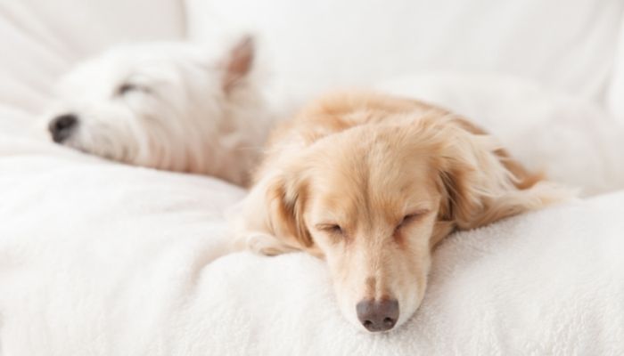 How much does a dog sleep?