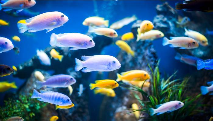 ShutEye spiritual dream meaning of fish
