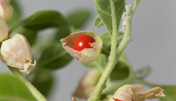 what is Ashwagandha Gummies